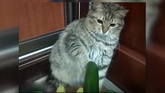 娱乐吃瓜酱小猫